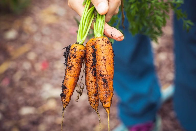 Read more about the article The Fascinating History of Carrot Agriculture