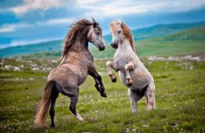 livno divlji konji