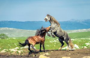 Divlji konji Livno