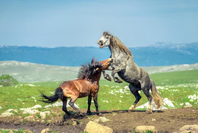 Divlji konji Livno